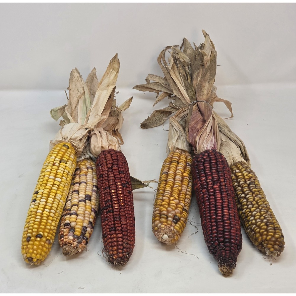 Dried Indian Corn Bundles 2- Lot of 2 Multicolor Fall Harvest Decor 6 Ears